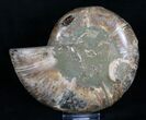 Desmoceras Ammonite Half - Agatized #8386-1